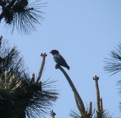 Eurystomus orientalis