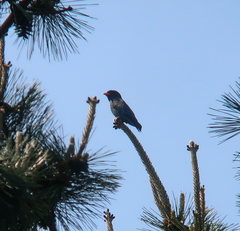 Eurystomus orientalis