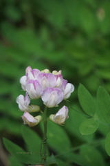 Lathyrus delnorticus