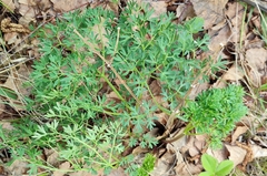 Peucedanum alsaticum
