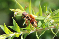 Polistes humilis synoecus