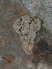 Protoblastenia incrustans