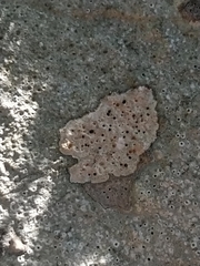 Protoblastenia incrustans