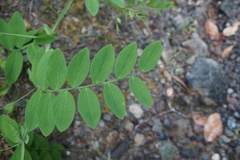 Lathyrus delnorticus