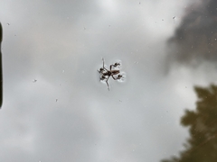 Plesiovelia