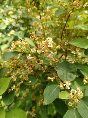 Rosaceae