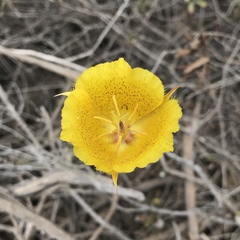 Calochortus weedii