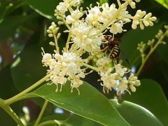 Anthidium