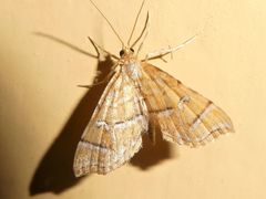 Musotima ochropteralis