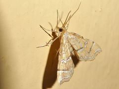 Musotima ochropteralis