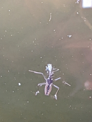 Plesiovelia