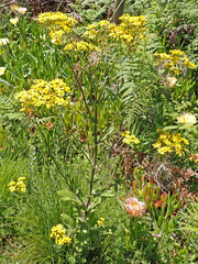 Senecio subcanescens