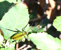 Barbitistes fischeri