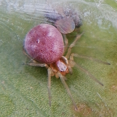 Nigma puella