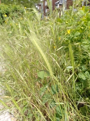 Hordeum murinum