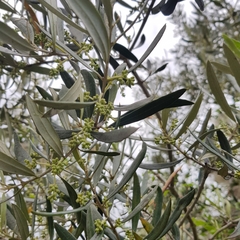 Olea europaea