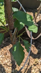 Anolis carolinensis