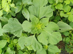 Tithonia diversifolia