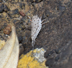 Machilinus rupestris