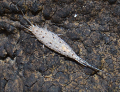 Machilinus rupestris