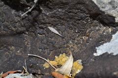 Machilinus rupestris