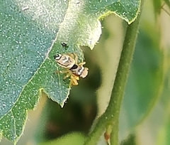 Salticidae