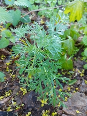 Artemisia abrotanum