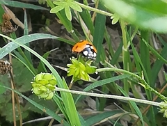 Coccinella septempunctata