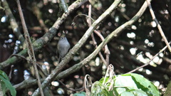 Pogonotriccus difficilis