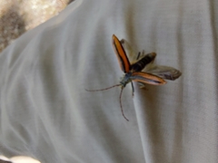 Oxymirus cursor
