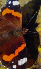 Vanessa atalanta