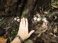 Microporellus