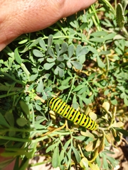 Papilio machaon
