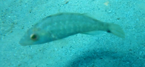Pešnjić sivi (Symphodus cinereus)