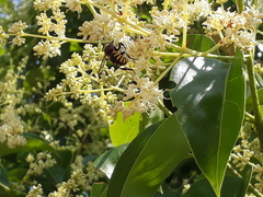 Anthidium