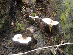 Microporellus