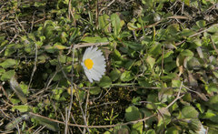 Bellis annua
