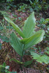 Veratrum insolitum