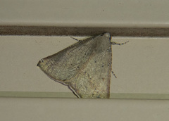 Cassythaphaga petrochroa