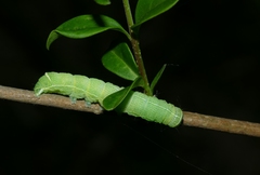 Orthosia cerasi