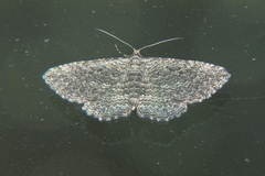 Chrysolarentia squamulata