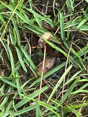 Polyphylla occidentalis