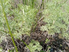 Artemisia abrotanum