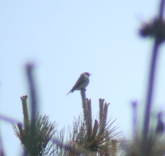 Muscicapa sibirica