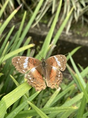 Anartia amathea