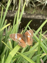 Anartia amathea