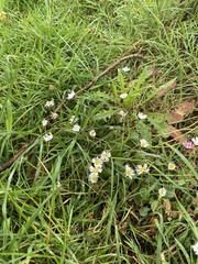 Bellis perennis