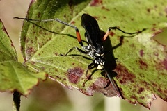 Ceropales bipunctata