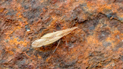 Berytinus minor
