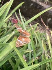 Anartia amathea